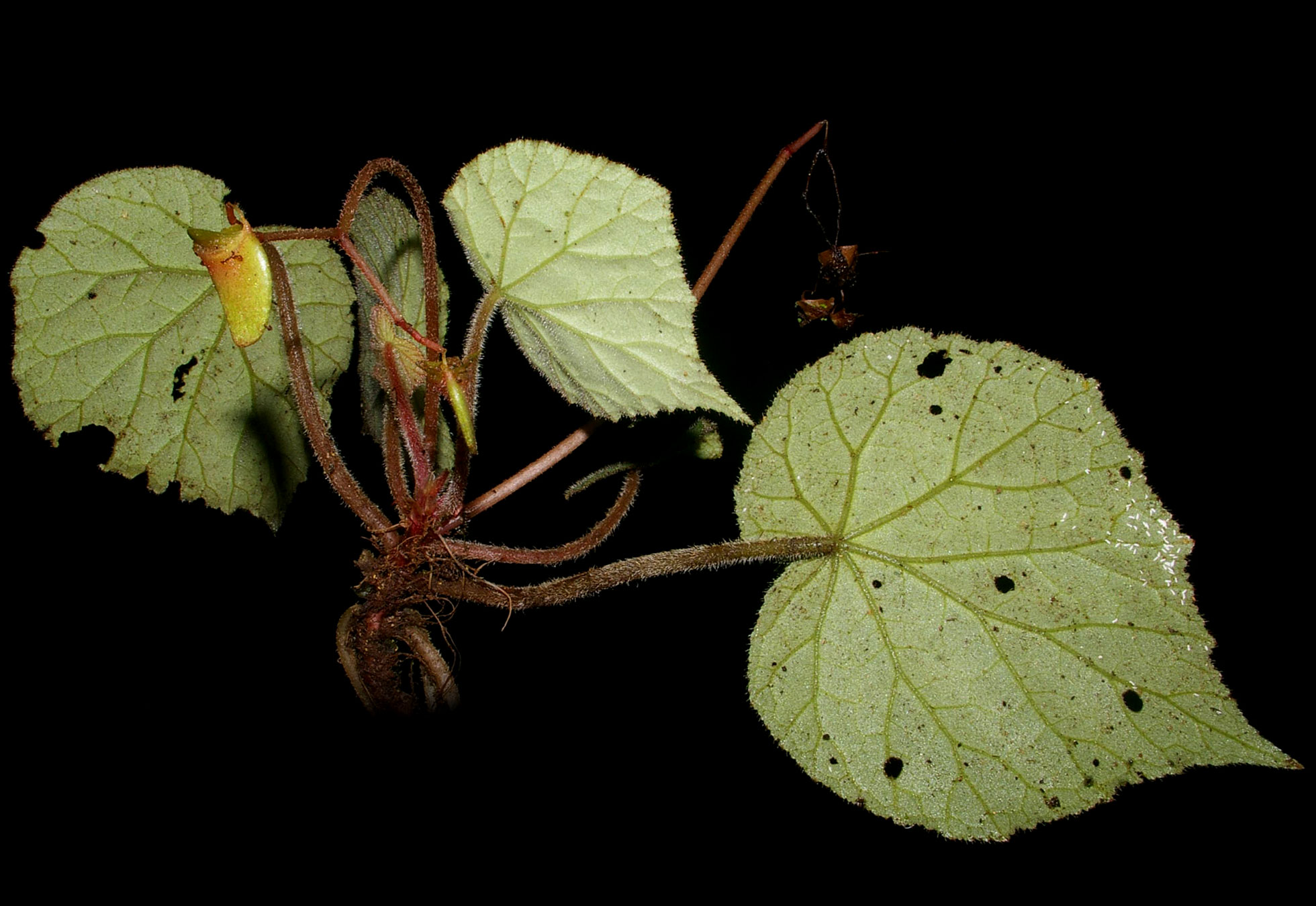 Hierba rizomatosa (Begonia skutchii)