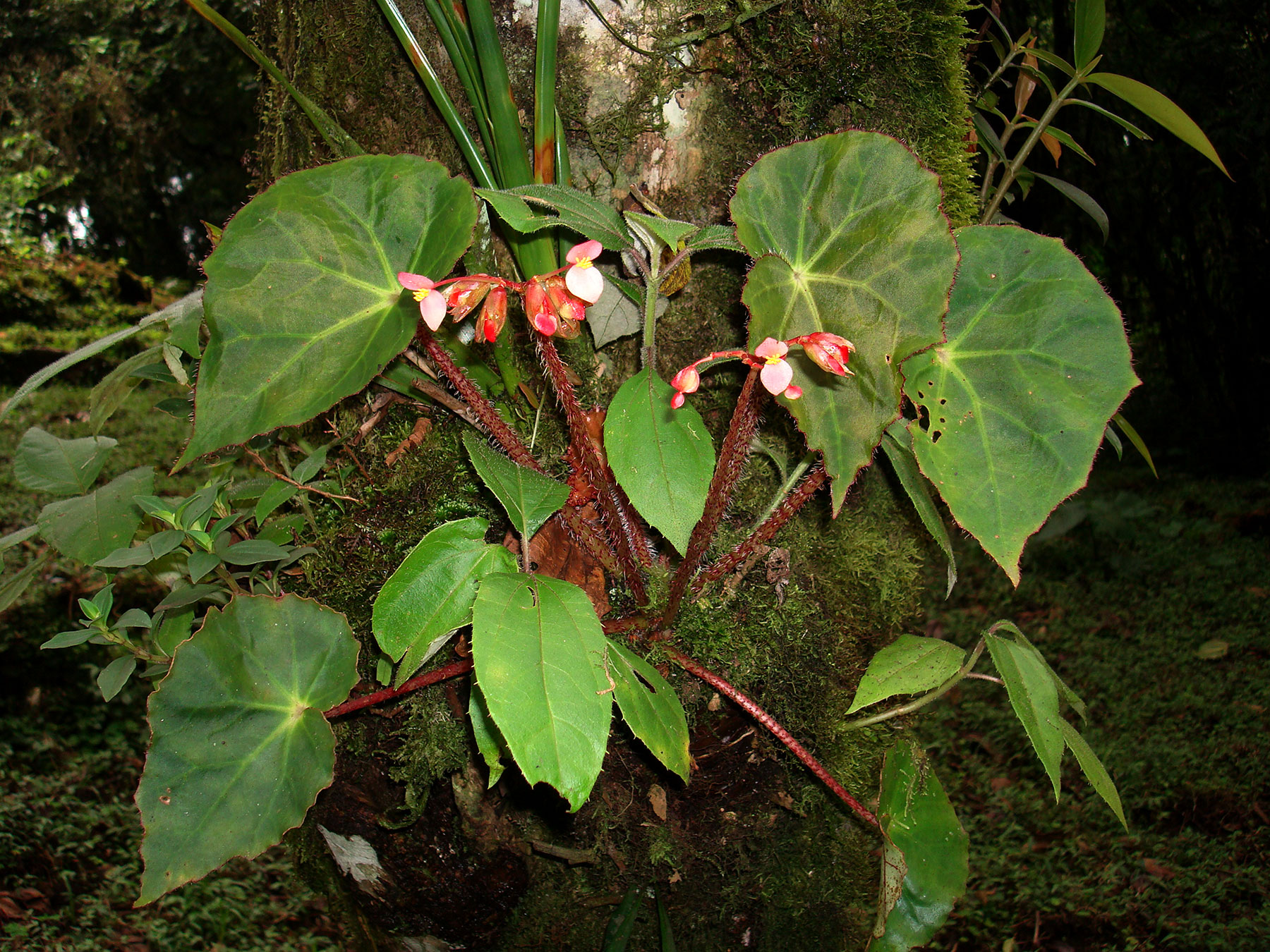 Hierba rizomatosa (Begonia strigillosa)