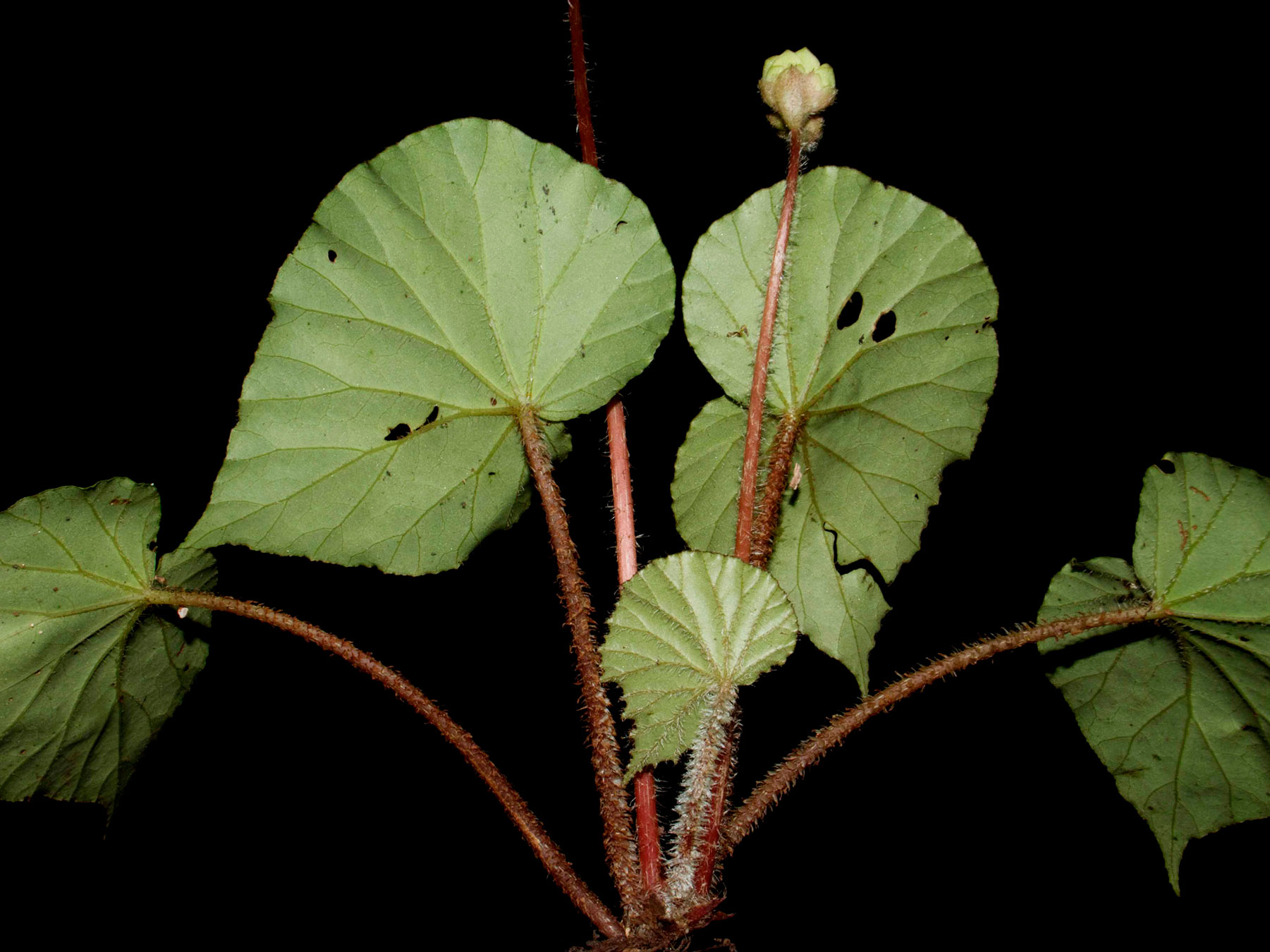 Hierba rizomatosa (Begonia urophylla)