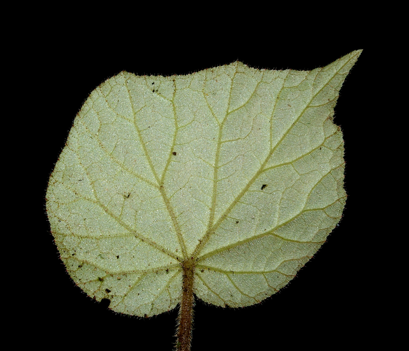 Hoja asimétrica, oblicua, con venación palmada (Begonia skutchii)