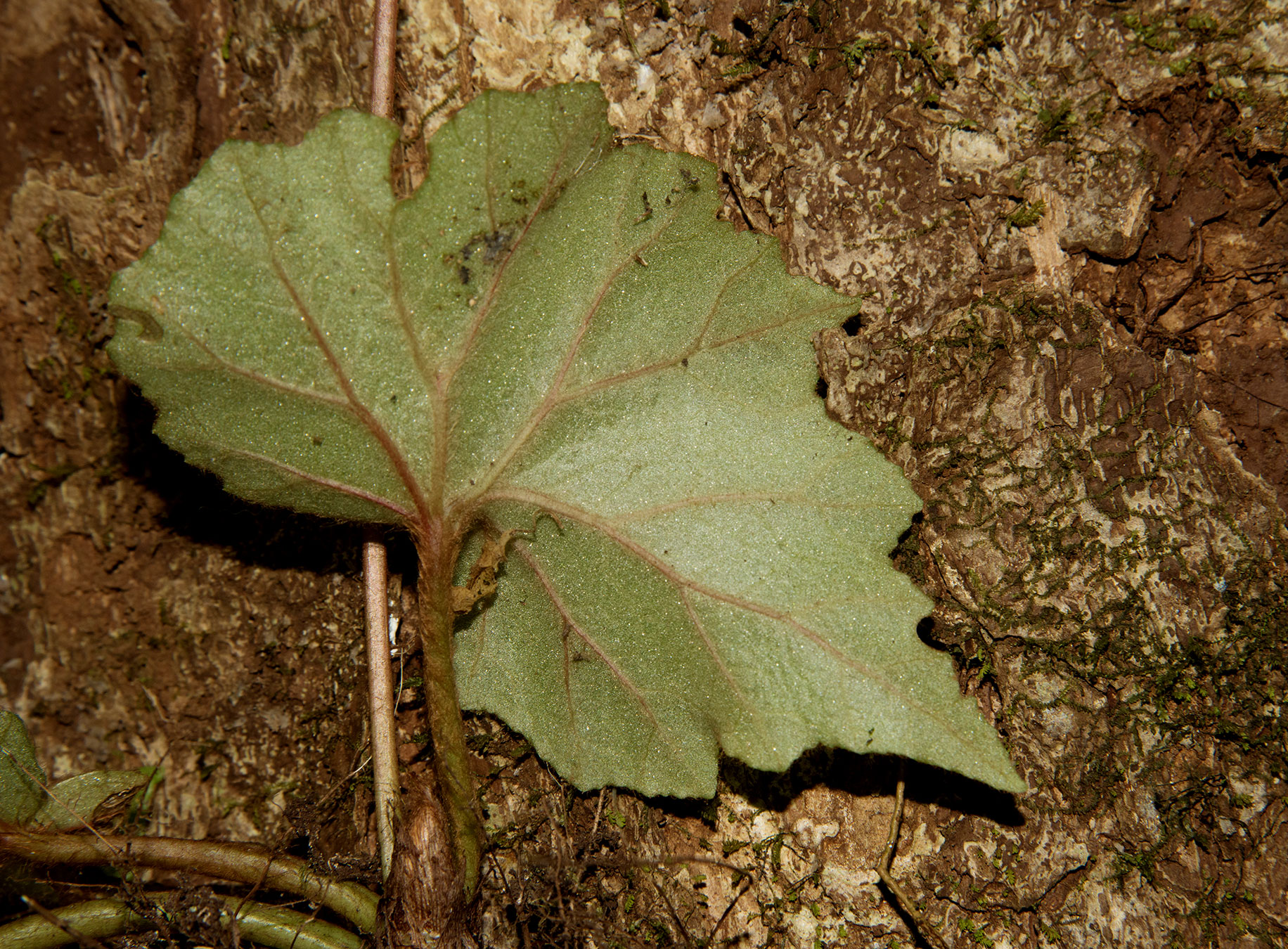 Hoja asimétrica, transversal, con venación palmada (Begonia sericoneura)