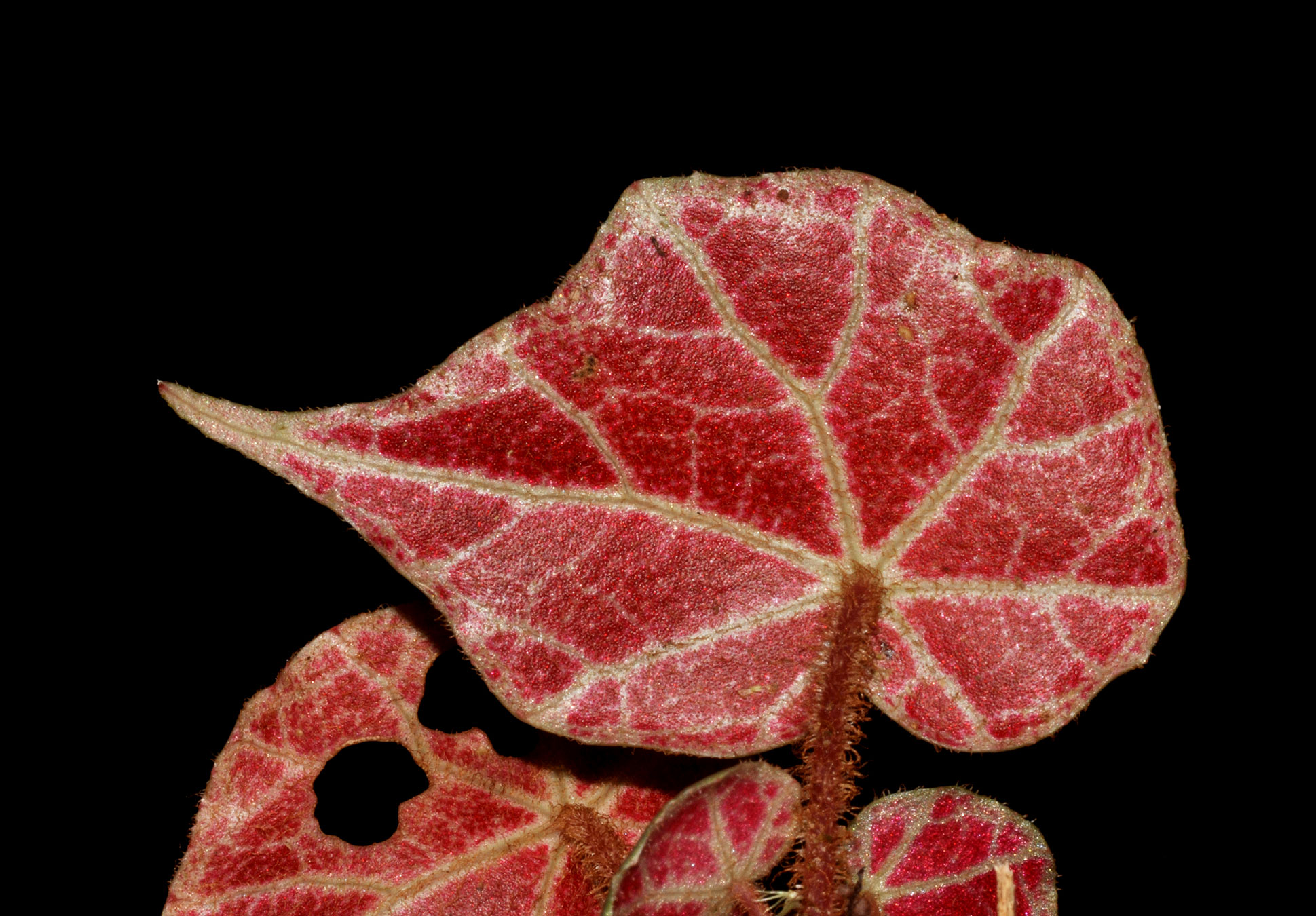 Hola asimétrica, transversal, con venación palmada (Begonia vestita)
