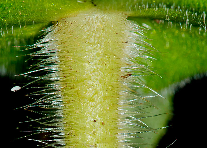 Passiflora vitifolia