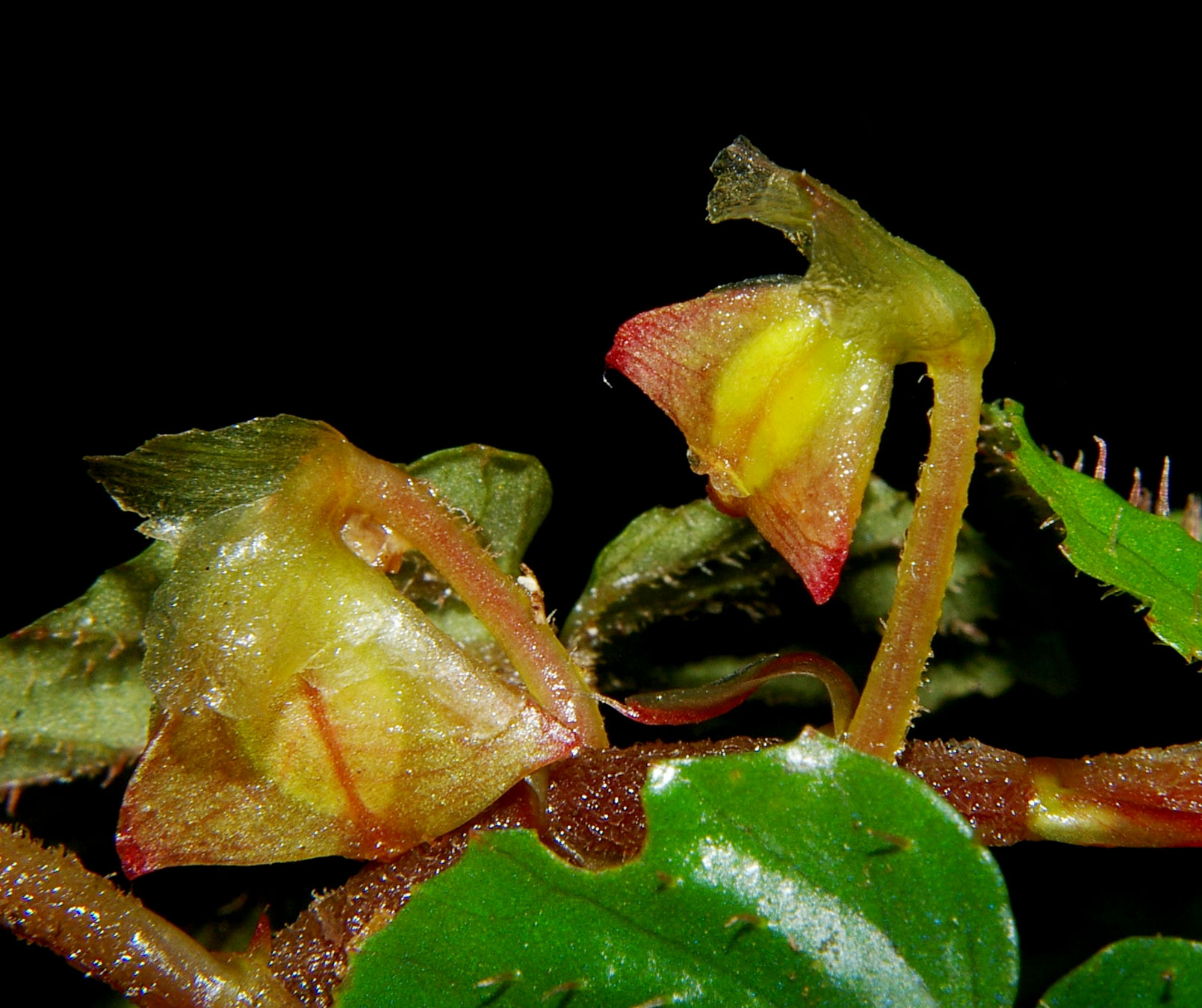 Begonia boreoharlingii