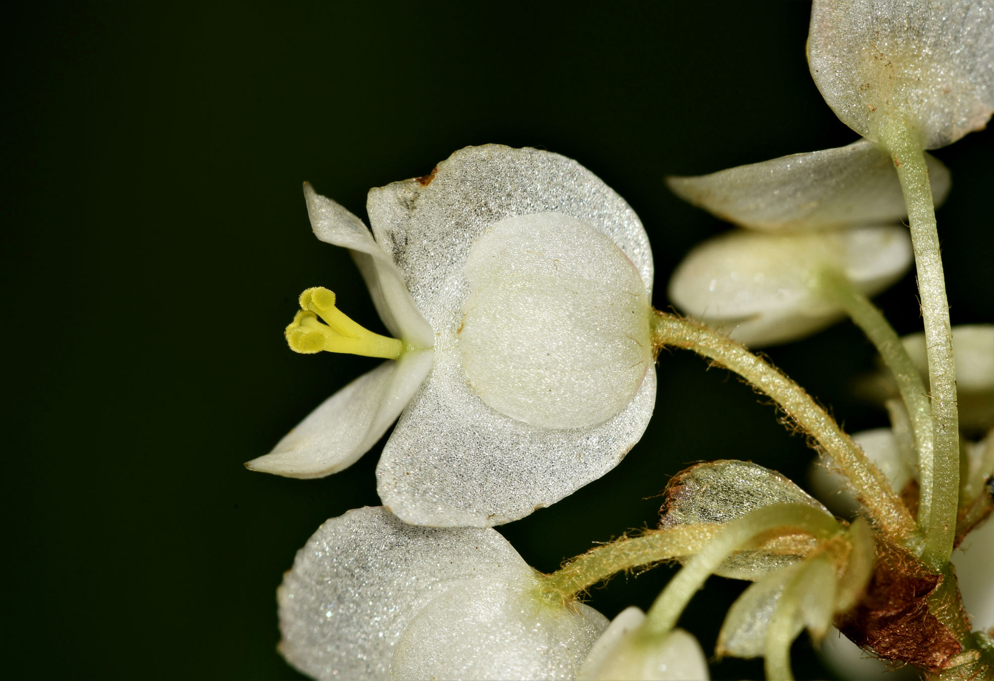 Begonia conchifolia
