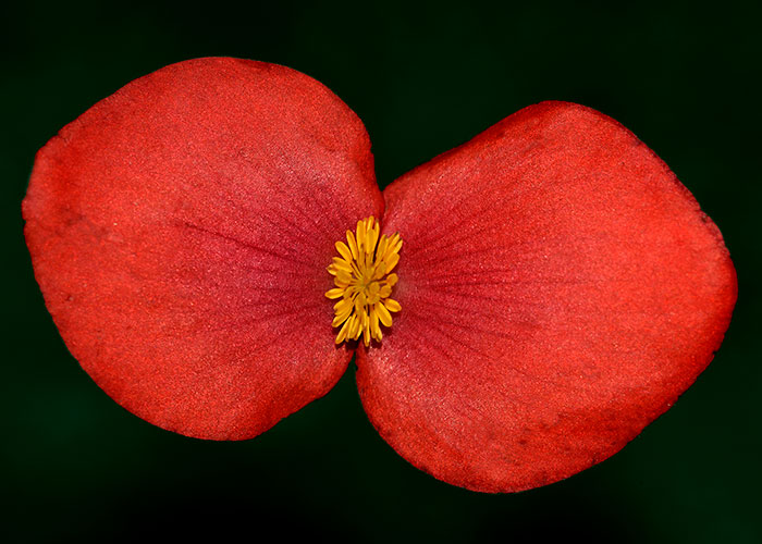 Begonia coccinea