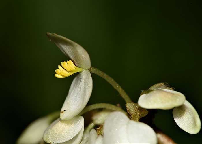 Begonia conchifolia