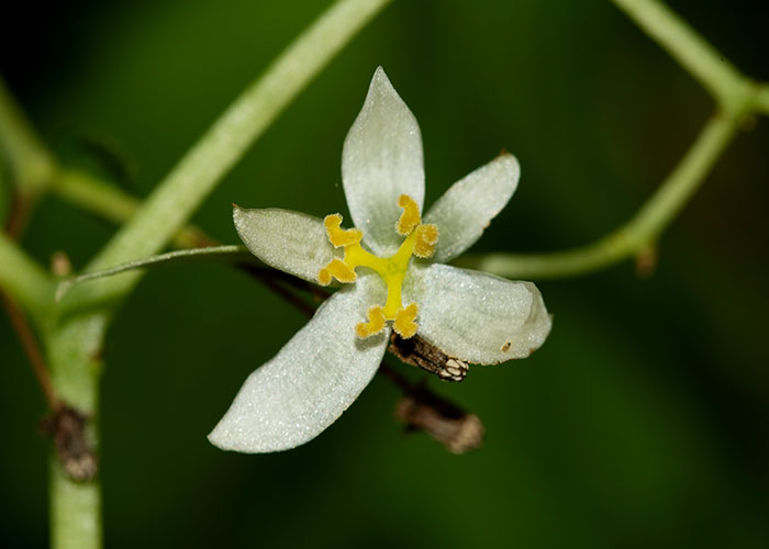 Begonia glabra