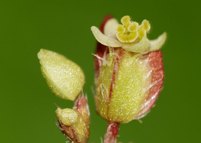 Begonia hirsuta