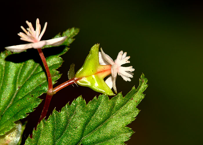 Begonia torresii