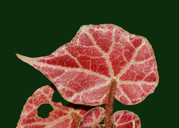 Begonia vestita