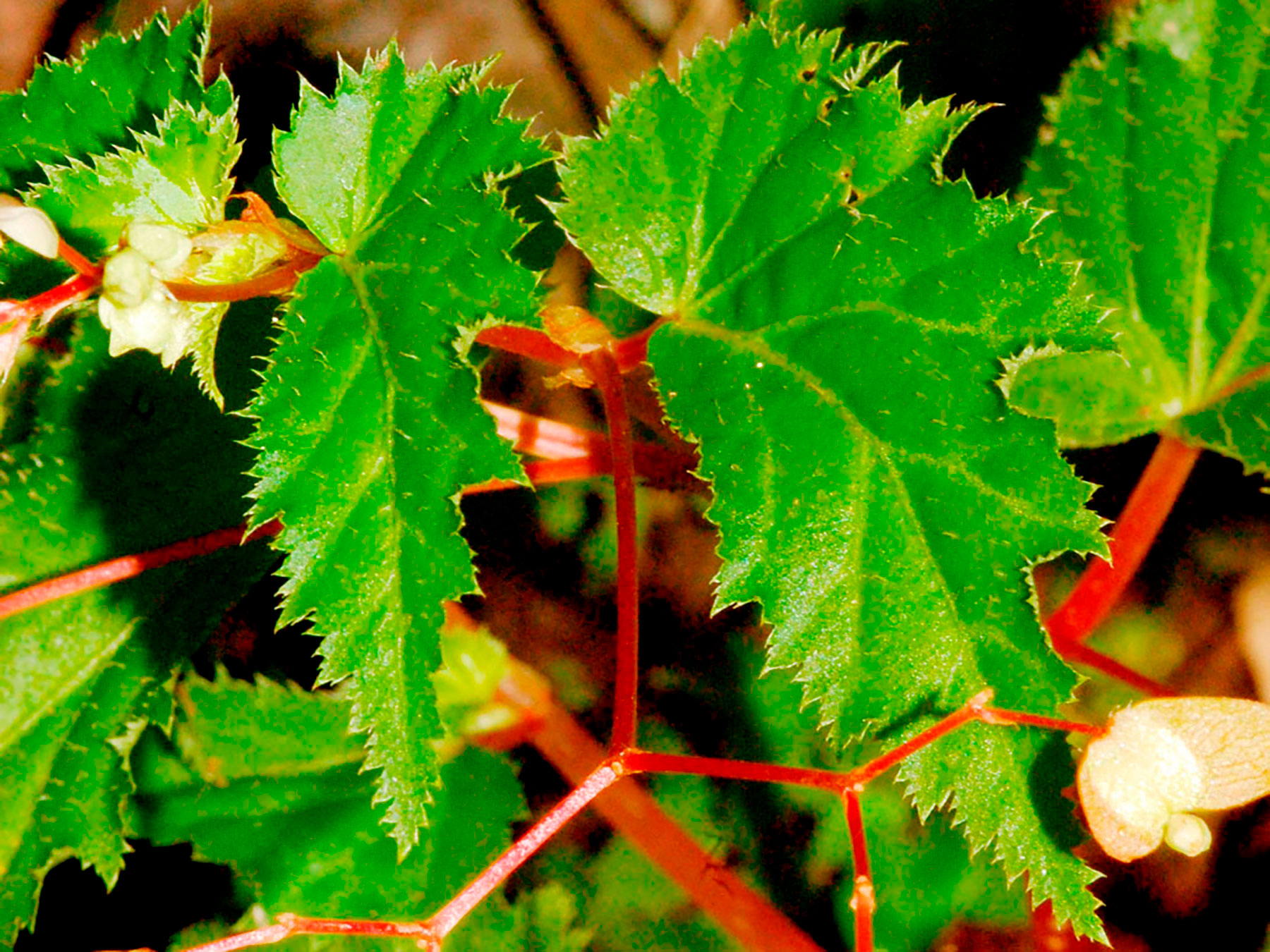 Planta comestible (Begonia hirsuta)