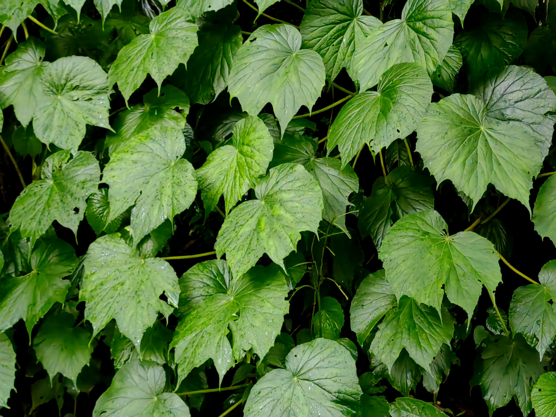 Planta medicinal (Begonia involucrata)