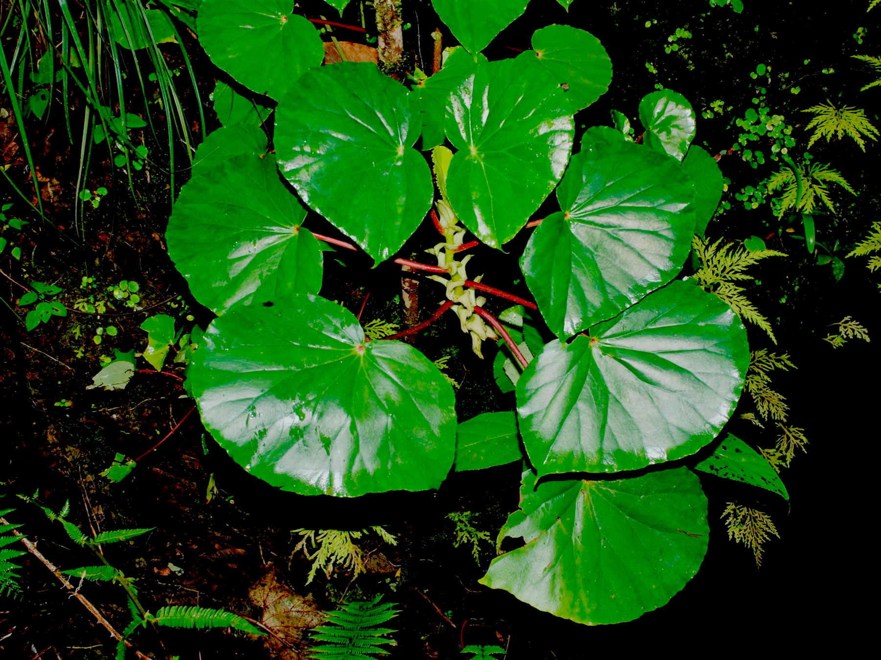 Planta comestible y medicinal (Begonia multinervia)