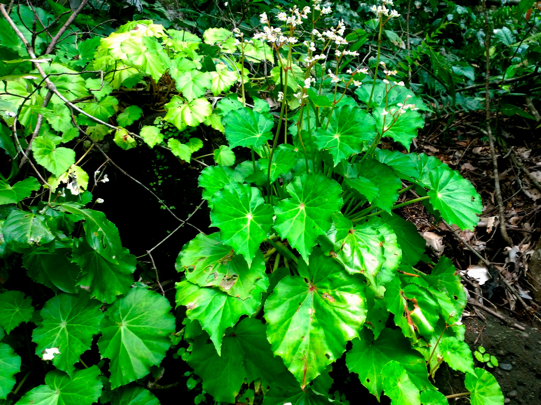 Planta medicinal (Begonia plebeja)