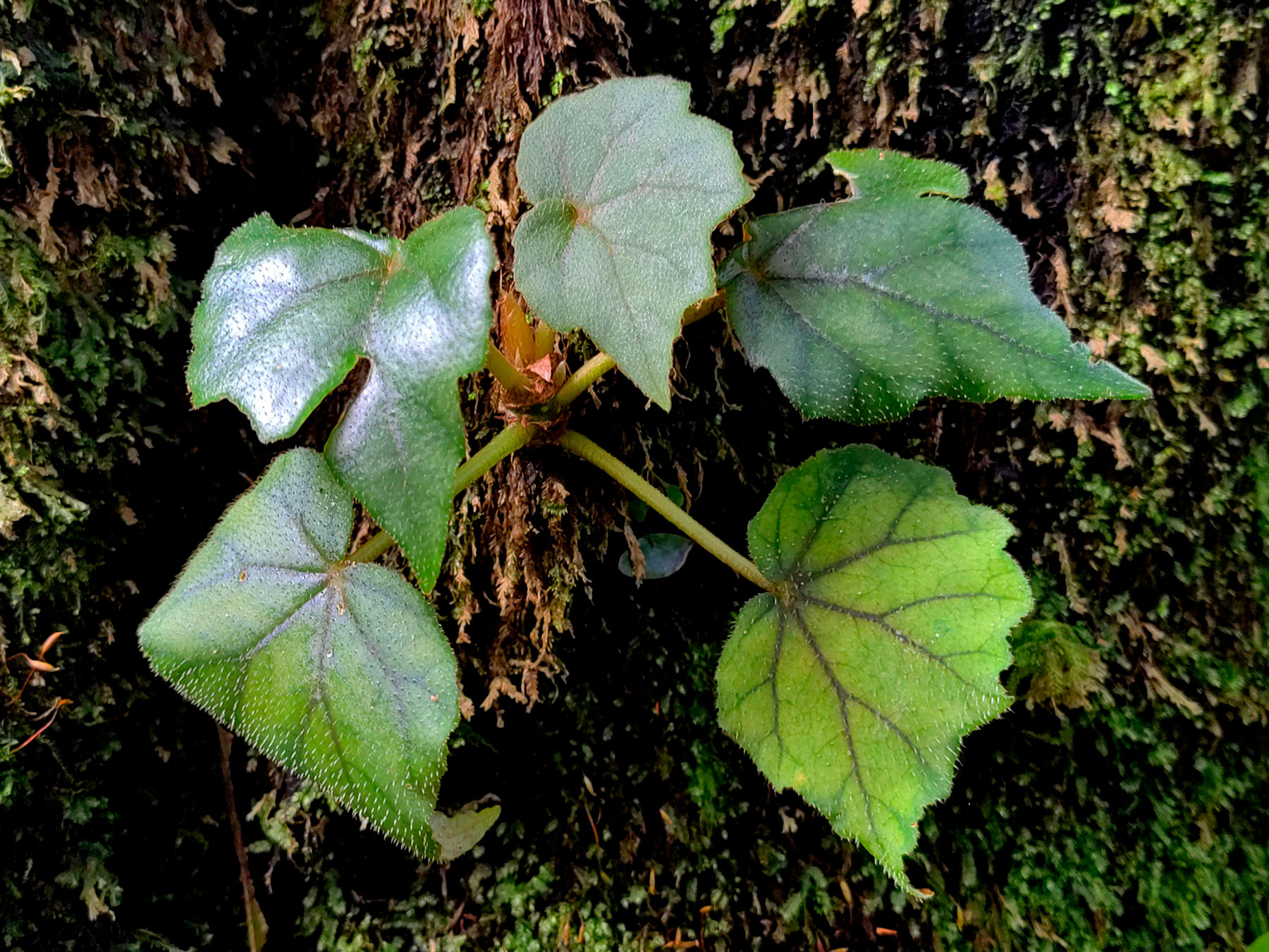Planta medicinal (Begonia sericoneura)