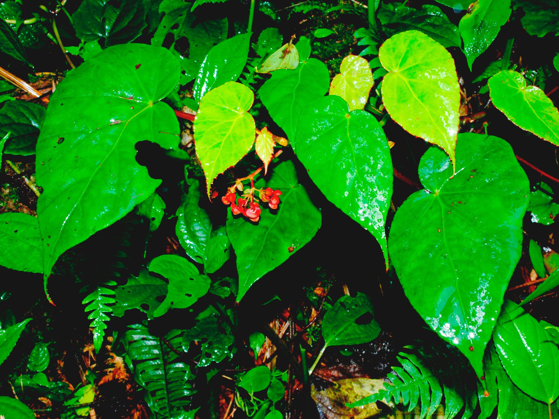 Planta comestible (Begonia udisilvestris)