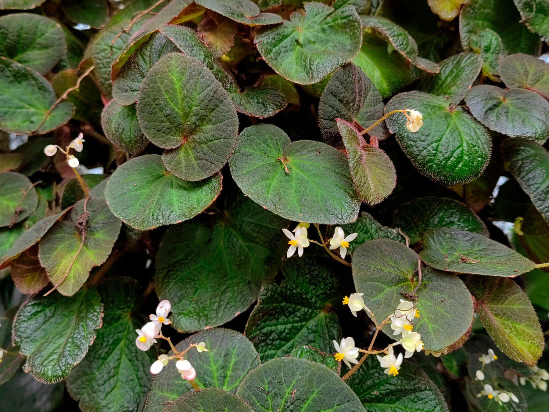 Begonia x phyllomaniaca (Introducida)