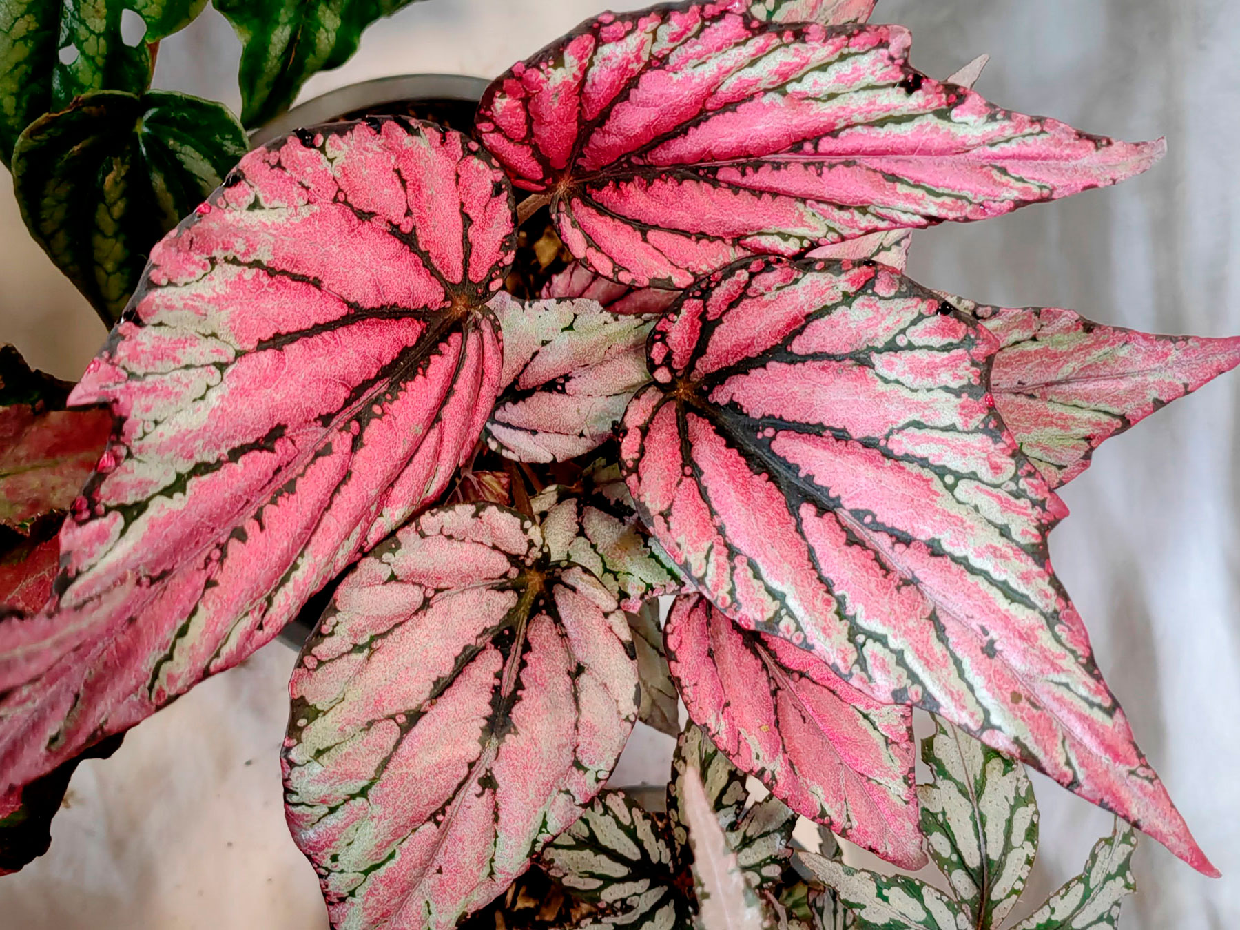 Cultivar "Tinzel" de Begonia del Rex Cultorum Group (Introducida)