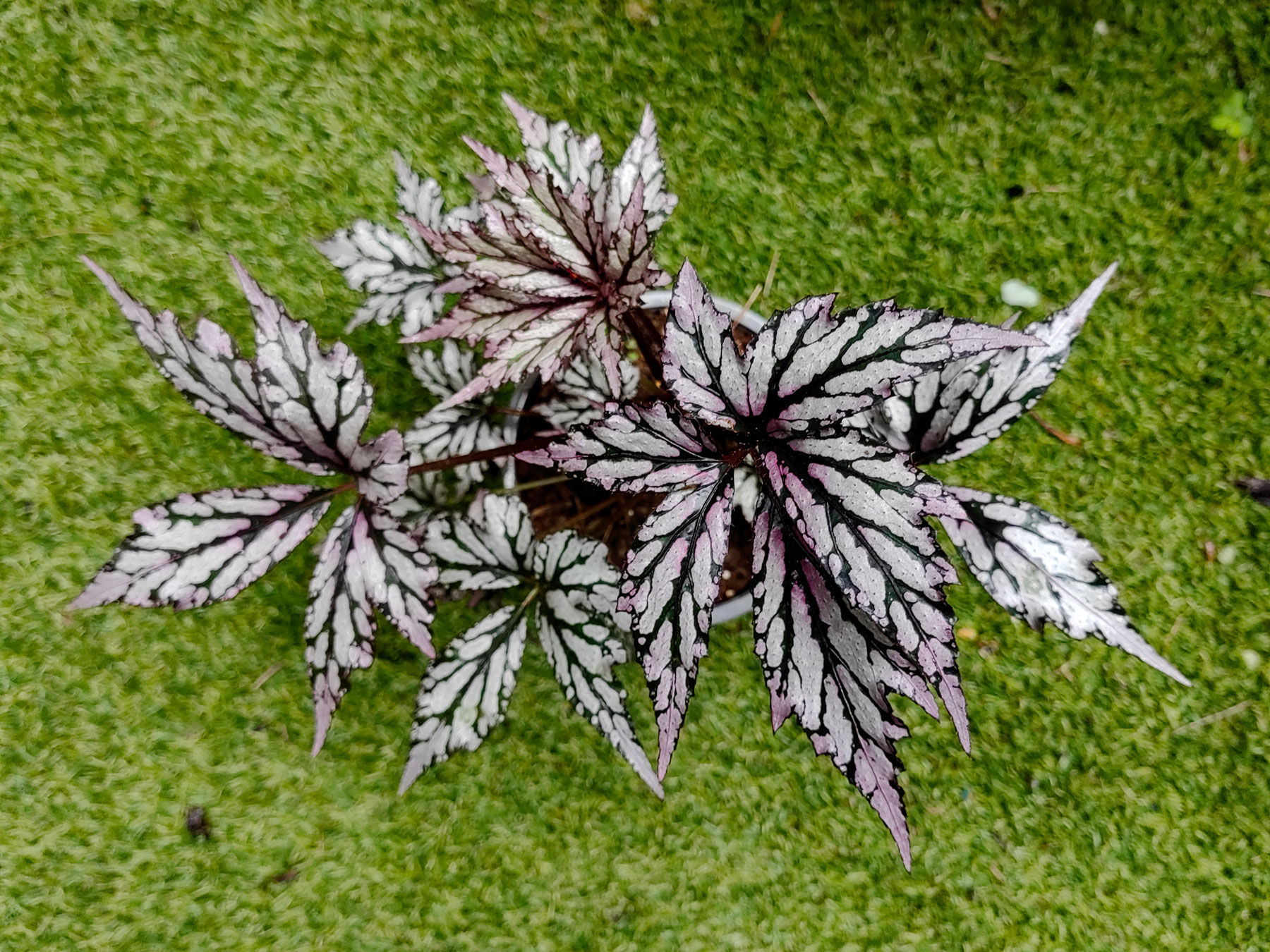Cultivar de Begonia del Rex Cultorum Group (Introducida)