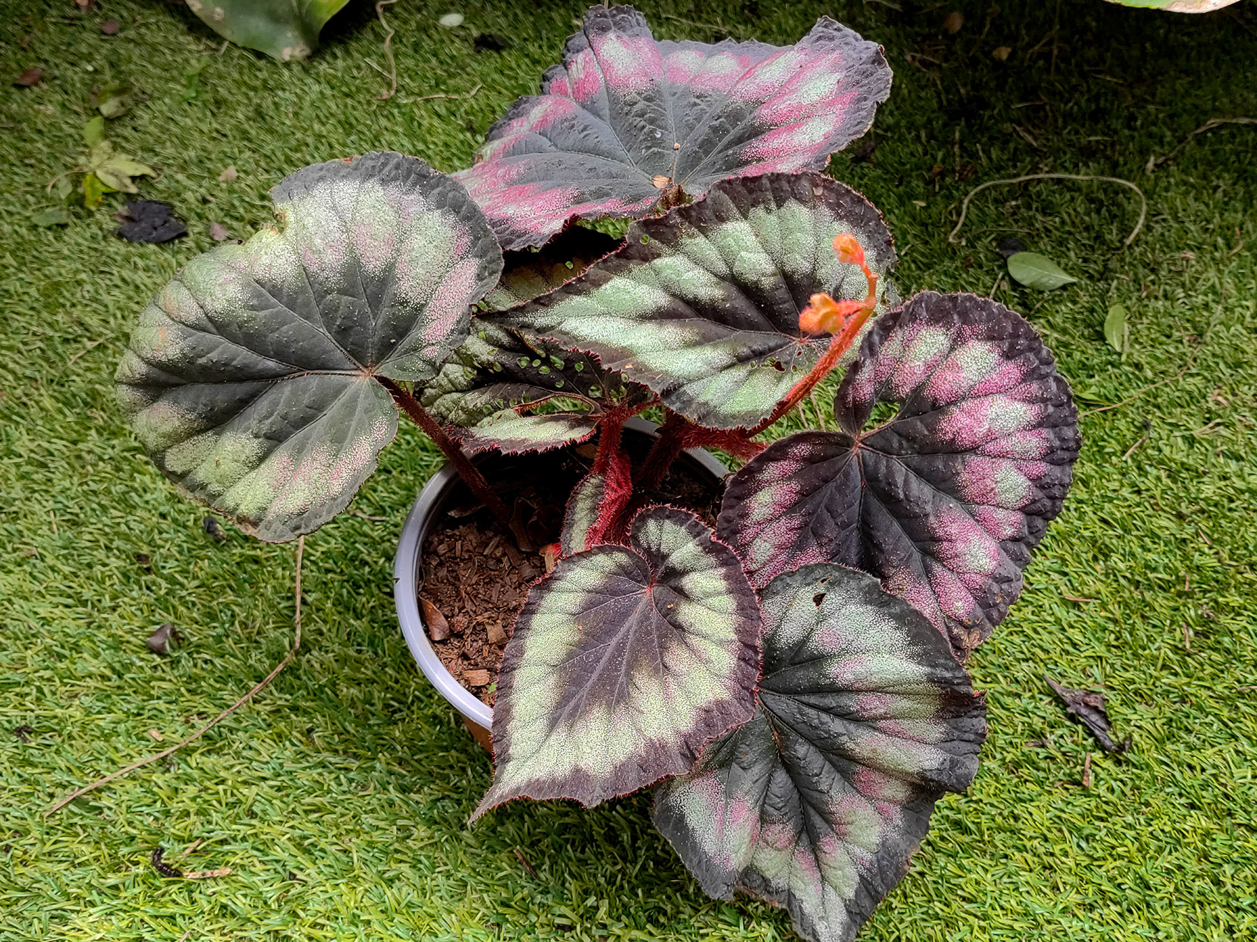 Cultivar de Begonia del Rex Cultorum Group (Introducida)