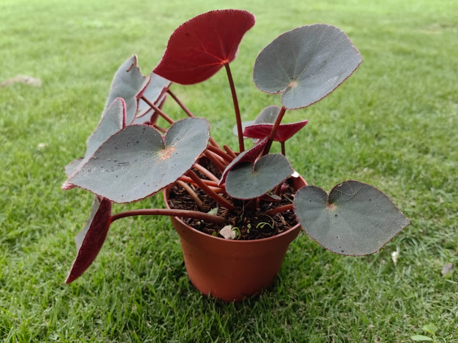 Begonia acetosa (Introducida)