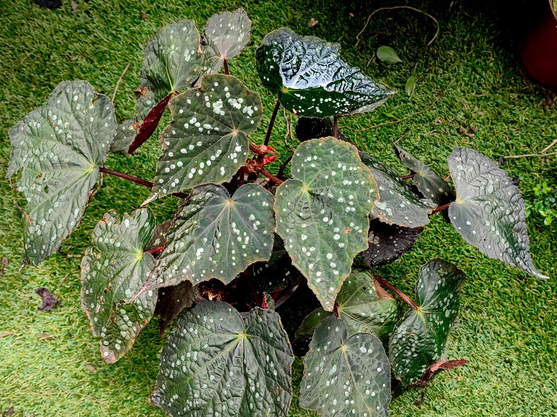 Begonia aconitifolia (Introducida)