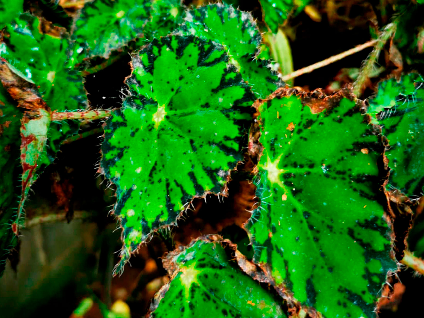 Begonia bowerae, "Begonia Tigre" (Introducida)