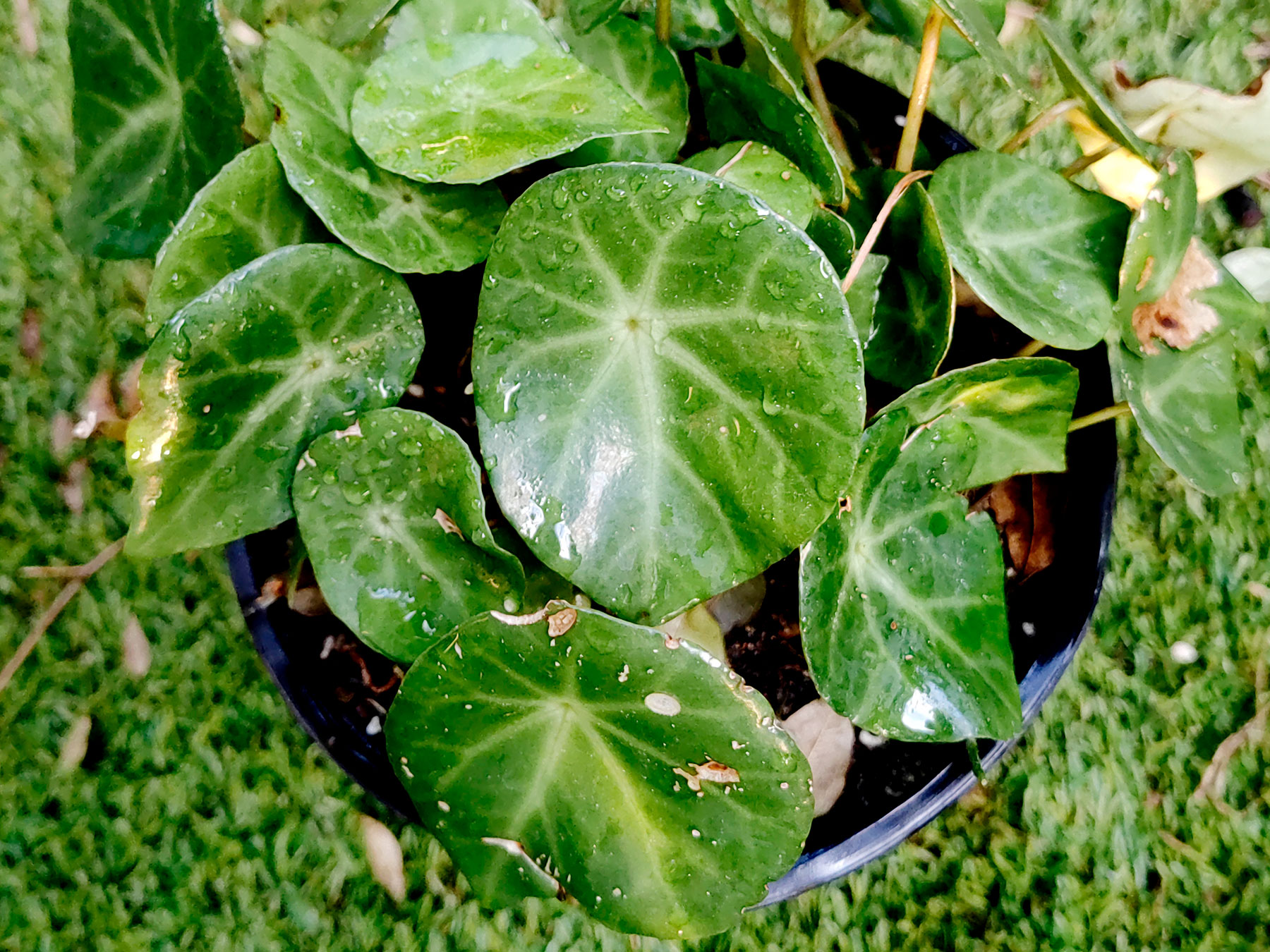 Begonia conchifolia (Nativa)