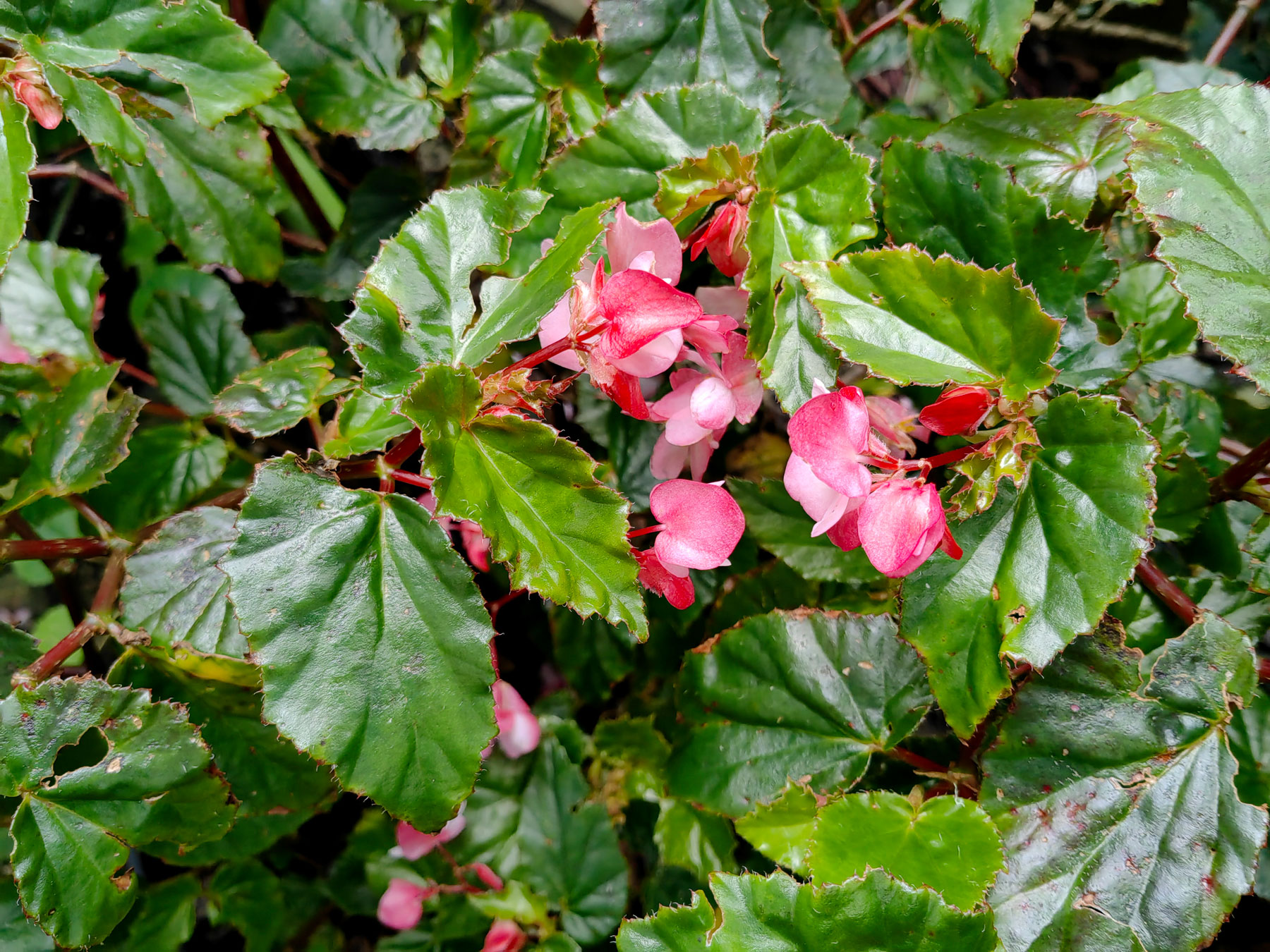 Begonia cucullata (Introducida)