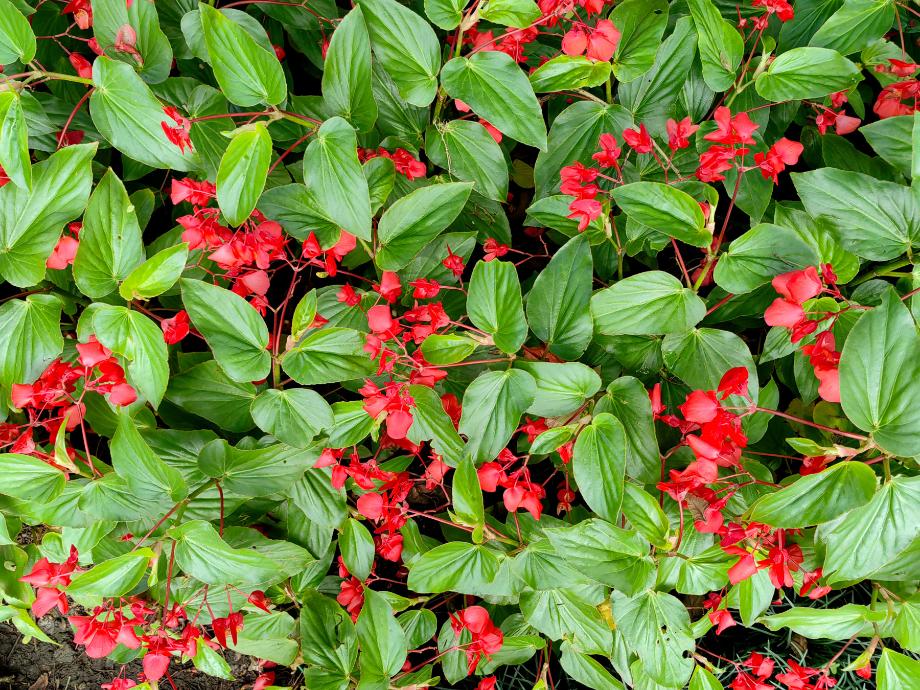 Begonia x coccinea (Introducida)