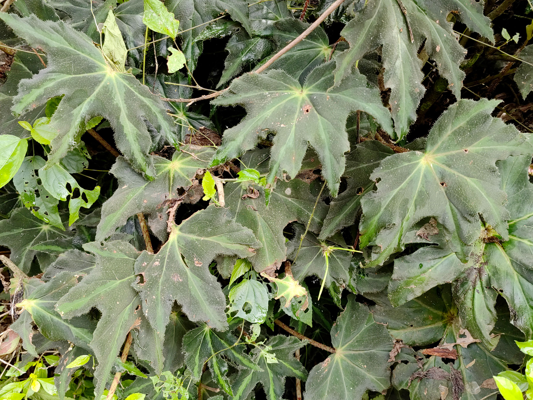 Begonia heracleifolia (Introducida)