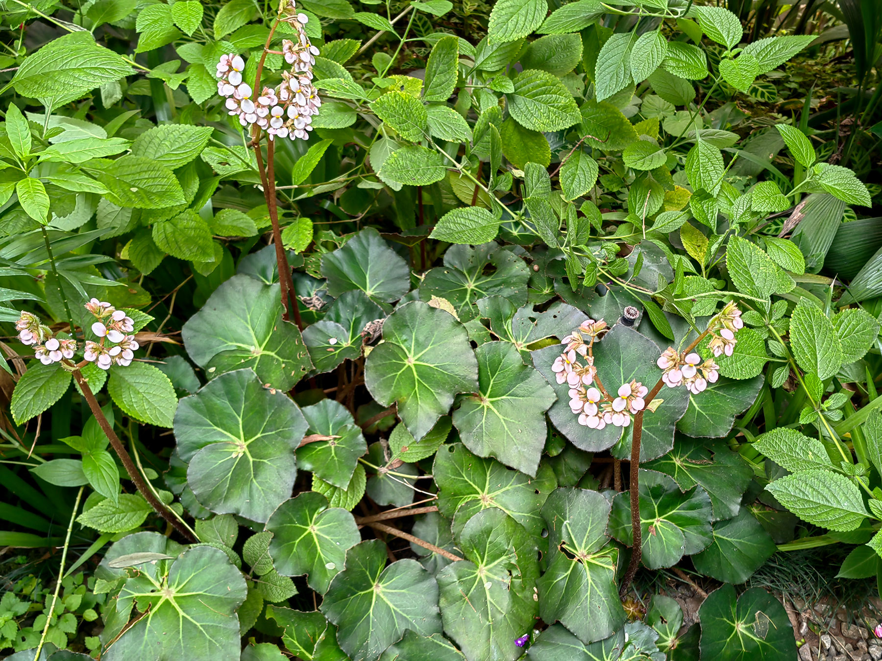 Begonia hydrocotylifolia (Introducida)