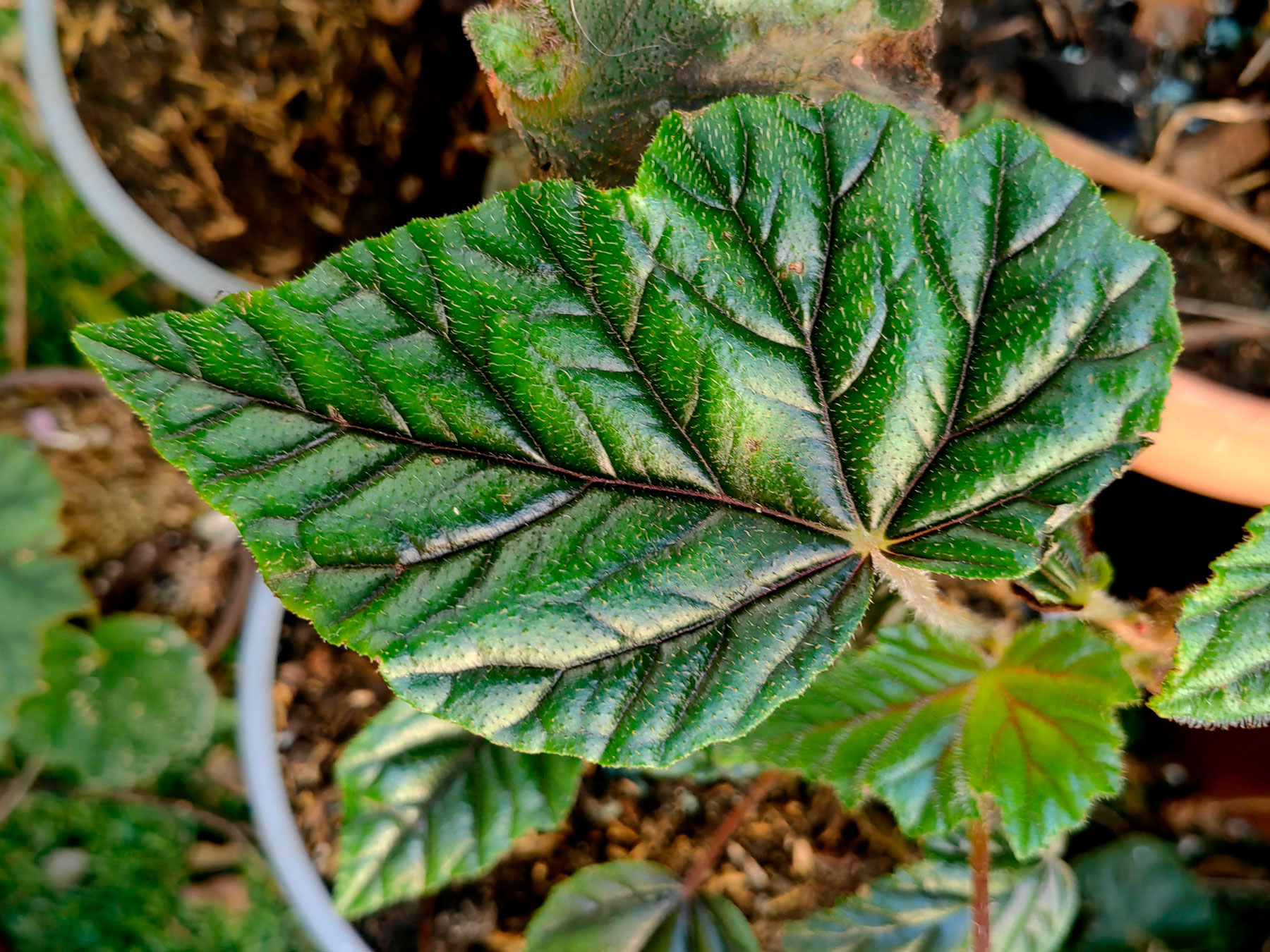 Begonia incarnata, "Begonia de hoja metálica" (Introducida)