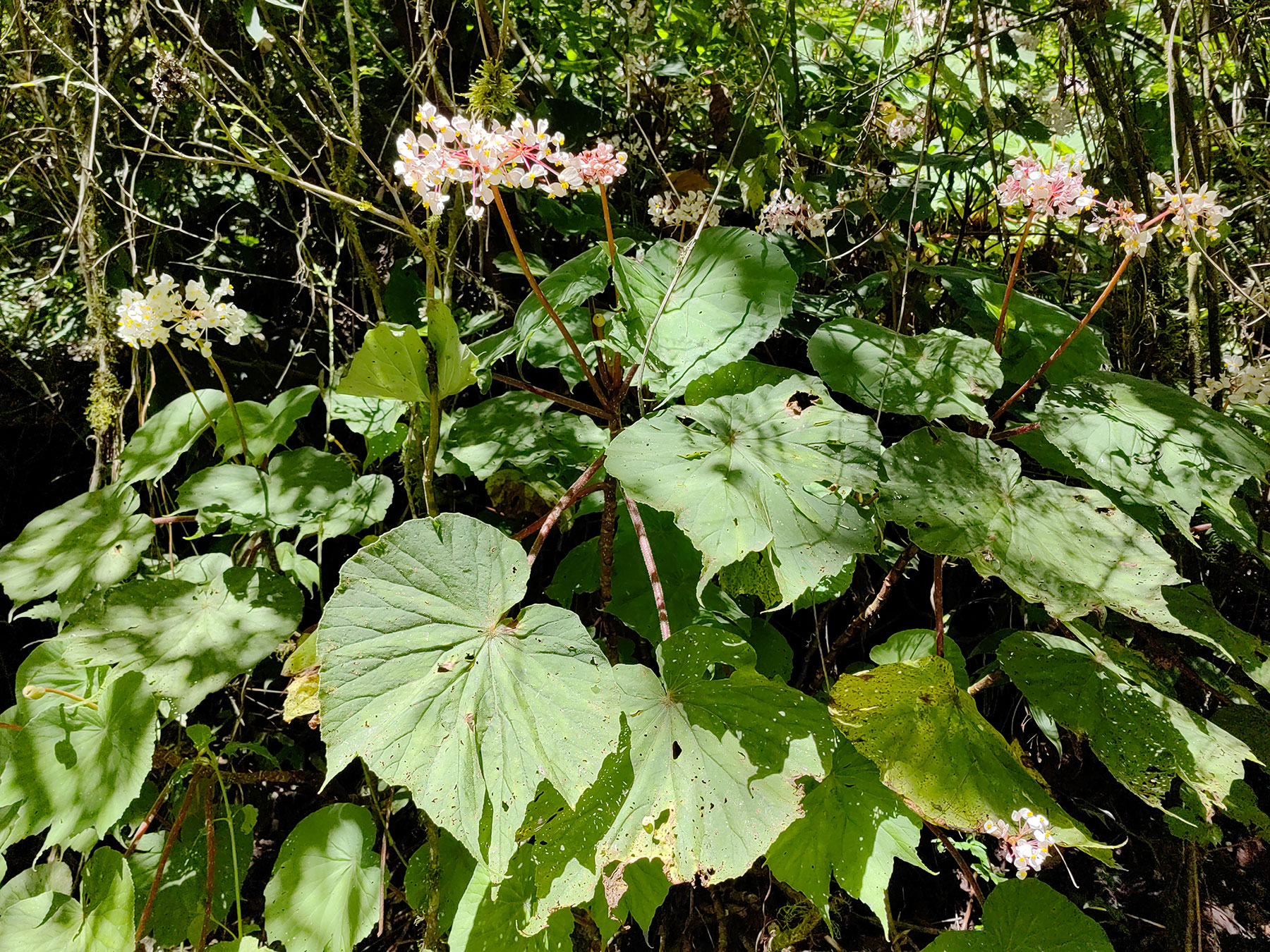 Begonia involucrata (Nativa)