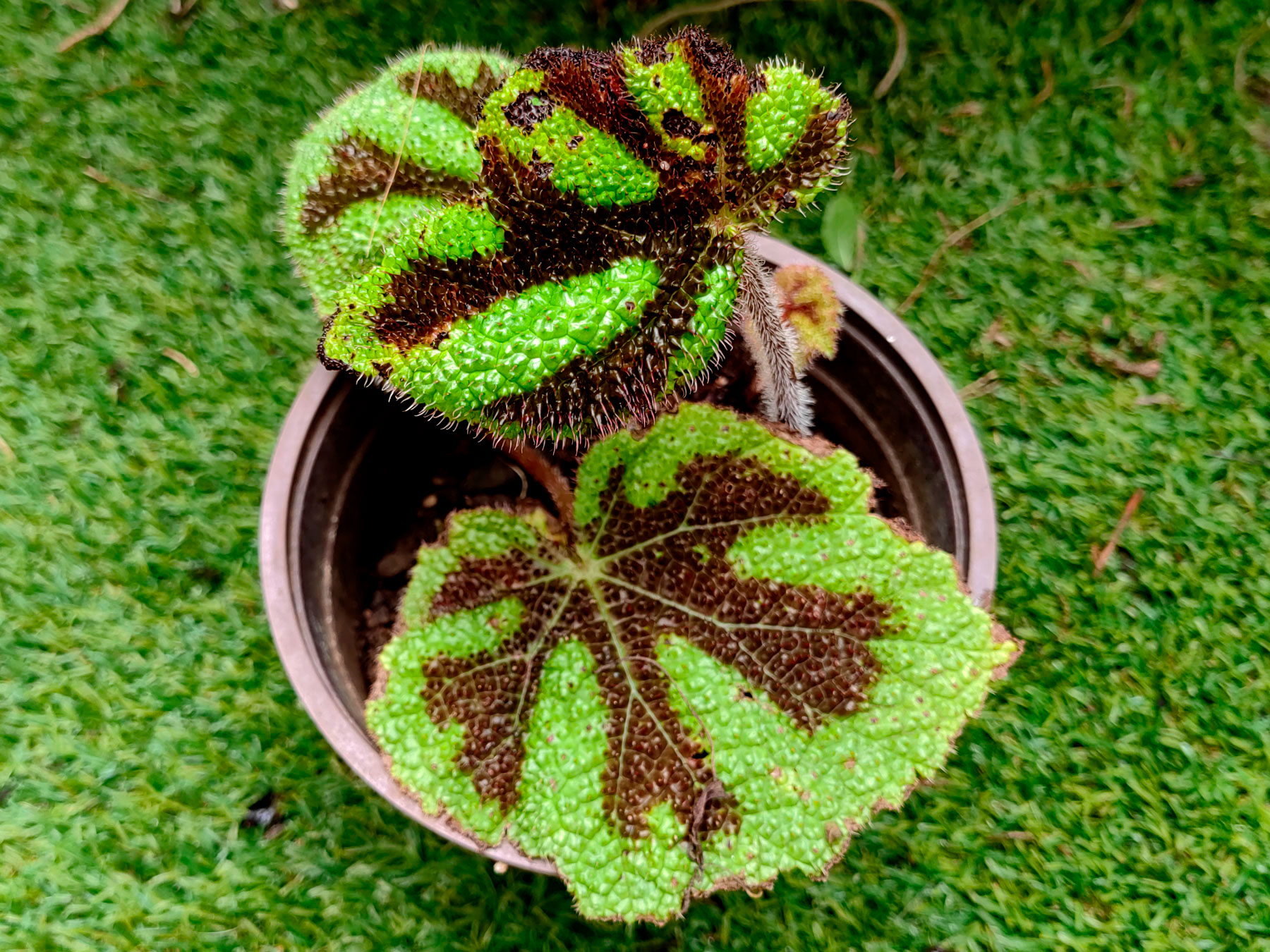 Begonia masoniana, "Cruz de hierro" (Introducida)