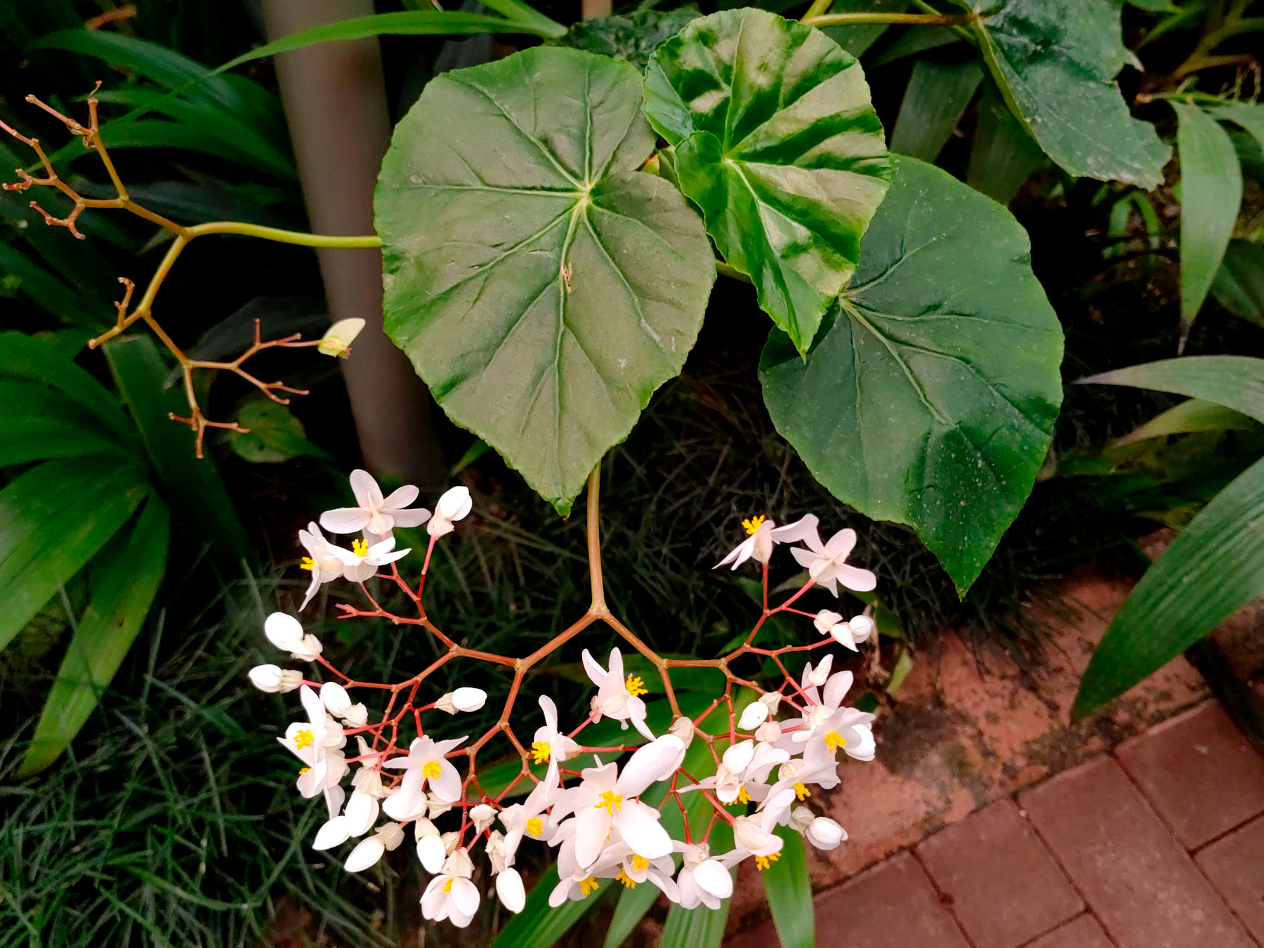 Begonia minor (Introducida)