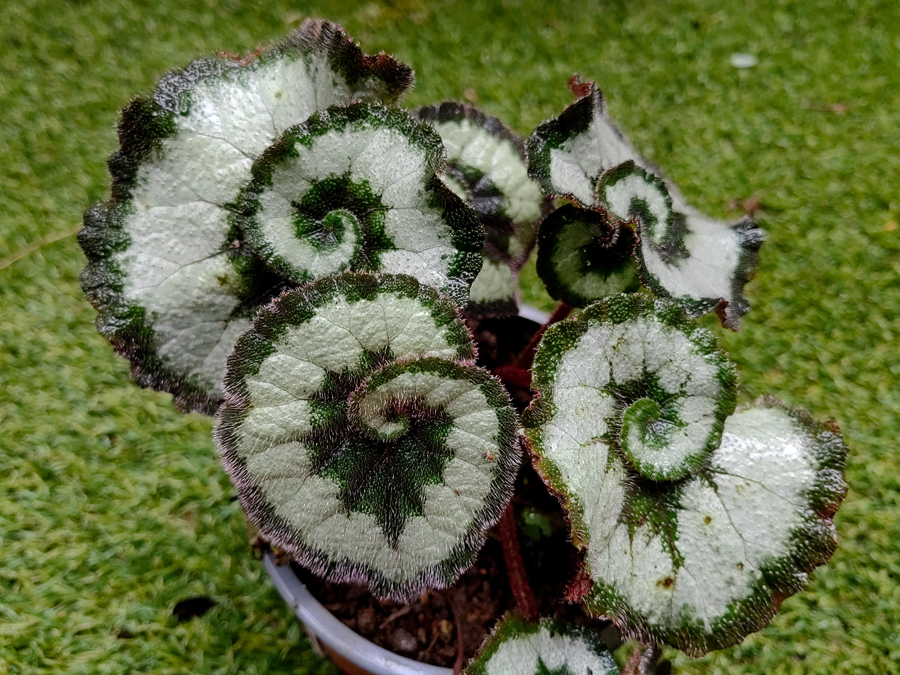 Cultivar "Escargot" de Begonia del Rex Cultorum Group (Introducida)