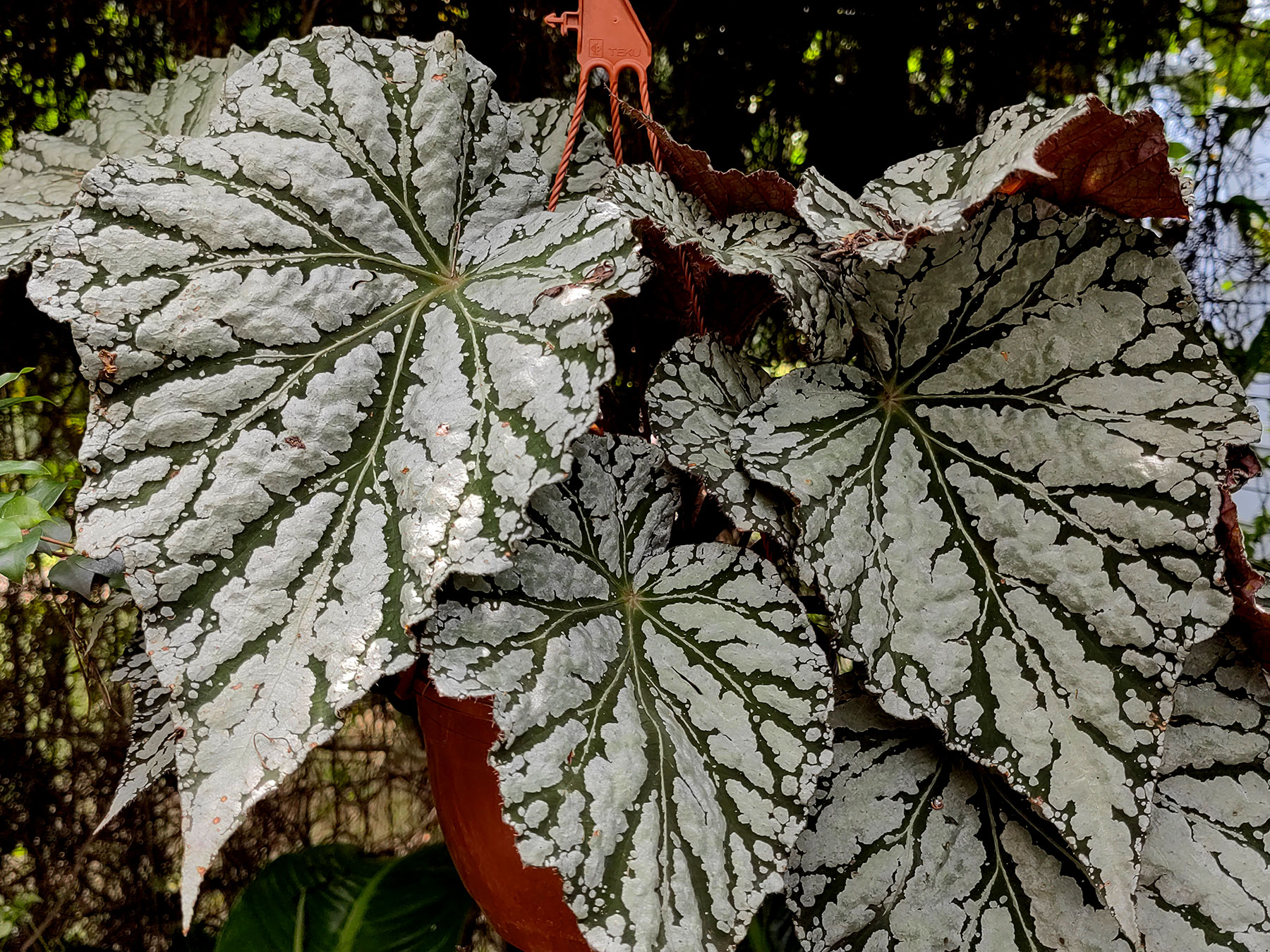 Cultivar "Fairy" de Begonia del Rex Cultorum Group (Introducida)