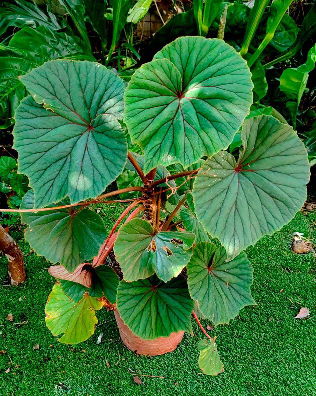 Begonia sericoneura (Nativa)