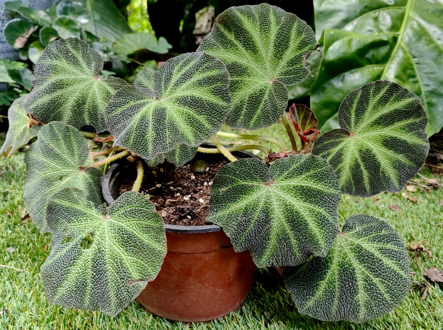 Begonia soli-mutata (Introducida)