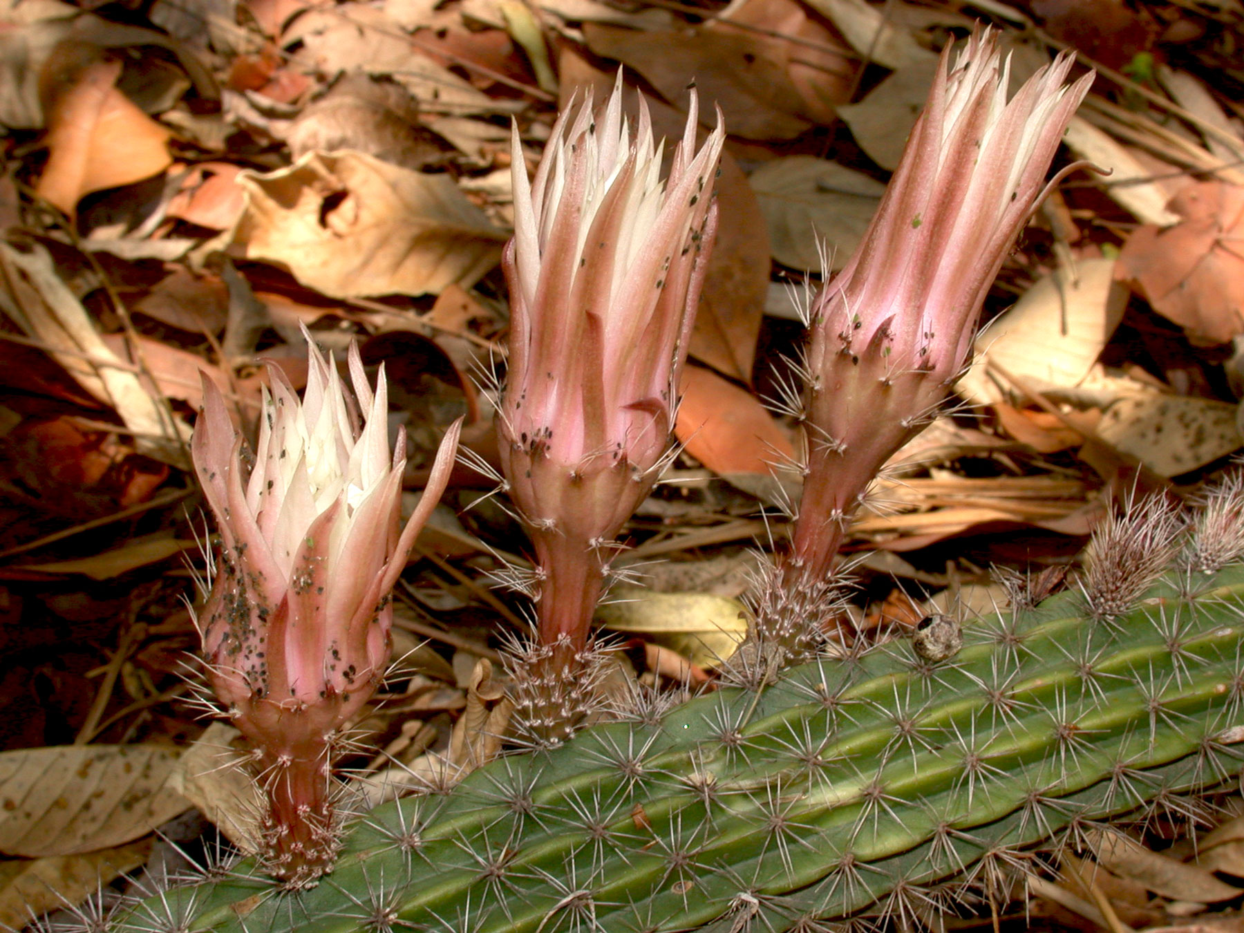 Acanthocereus hirschtianus
