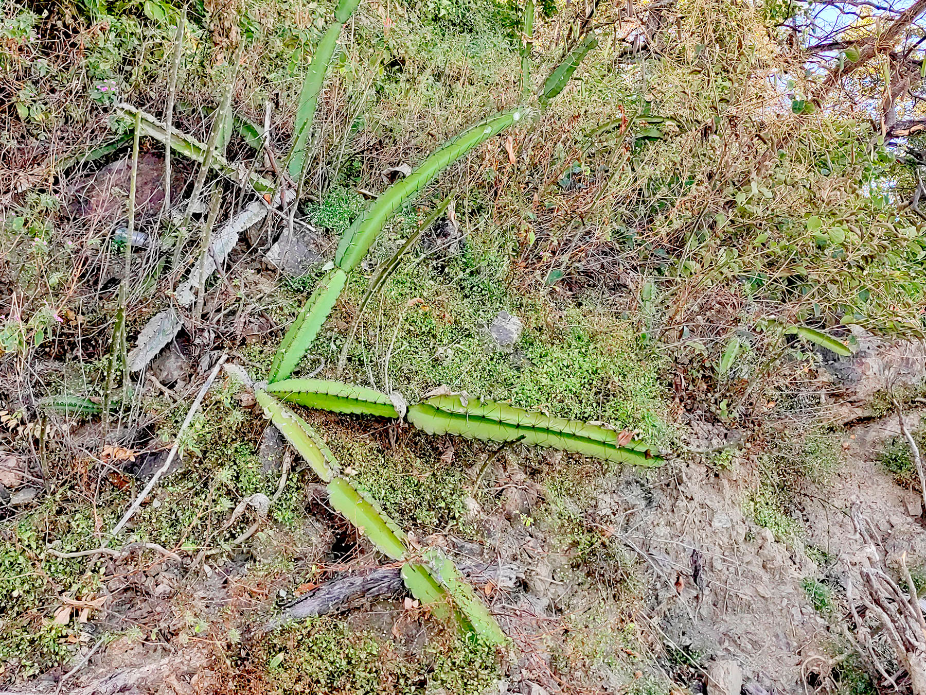 Acanthocereus tetragonus