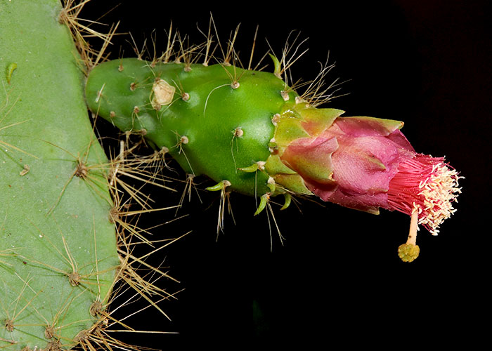 Opuntia lutea Begonia convallariodora