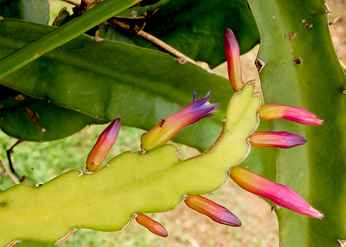 Pseudorhipsalis amazonica Begonia parviflora