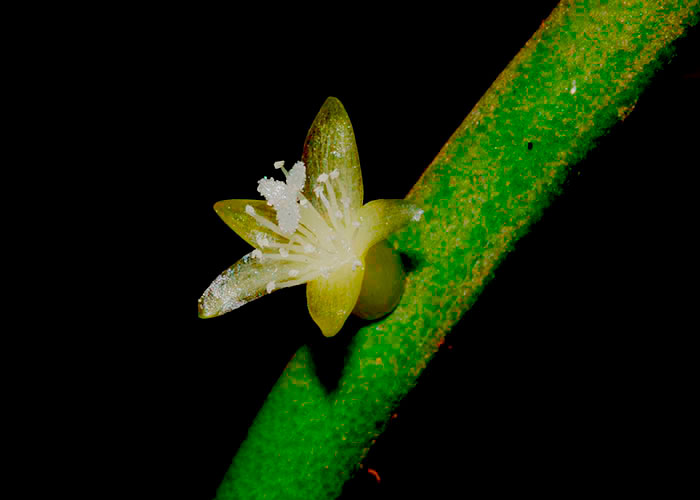 Rhipsalis baccifera Begonia masoniana
