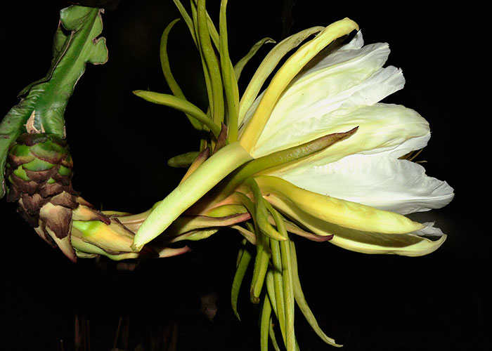Selenicereus calcaratus Begonia skutchii