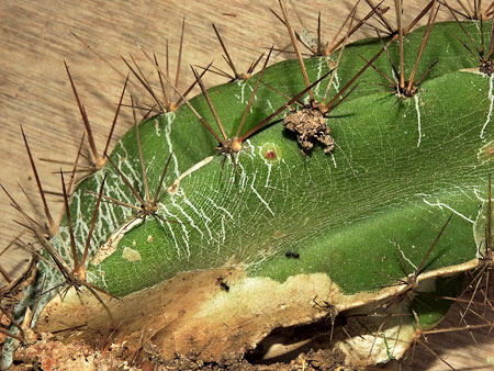 Deamia testudo: distinguible por su epidermis quebradiza y formando grietas en forma de telaraña