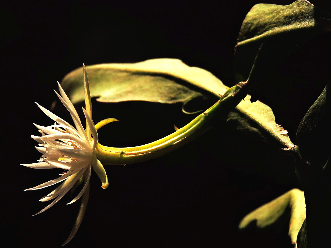 Epiphyllum columbiense
