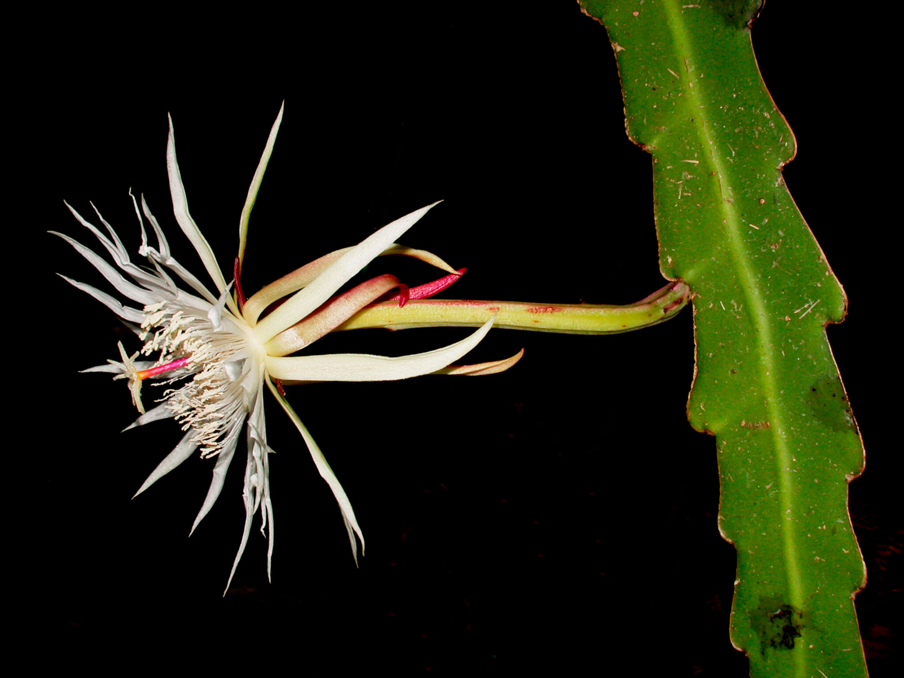 Epiphyllum hookeri subsp. pittieri